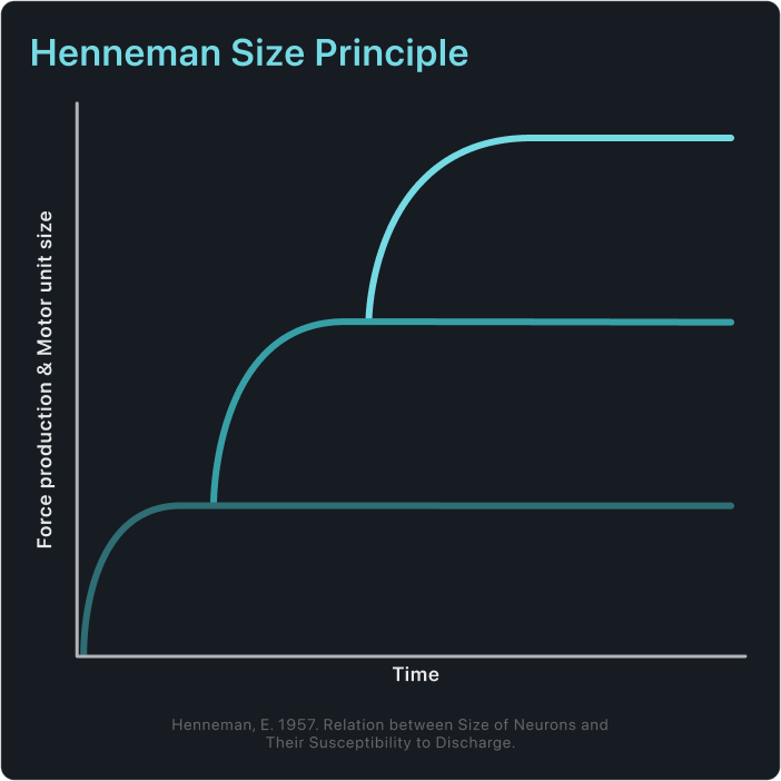 Illustration explaining the Henneman size principle of motor unit recruitment in strength and power training